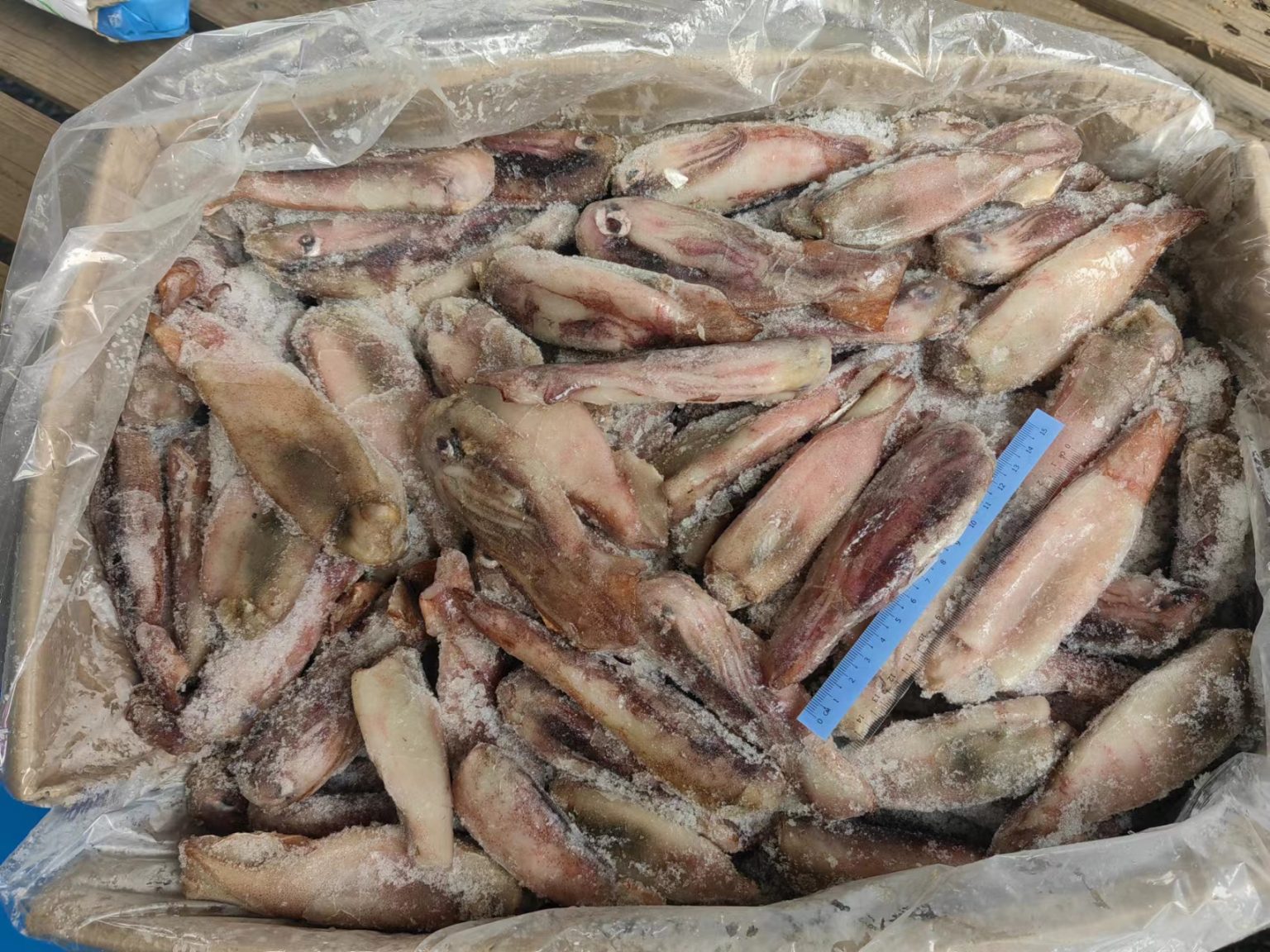 Squid Whole 50/100 - JF Packaging