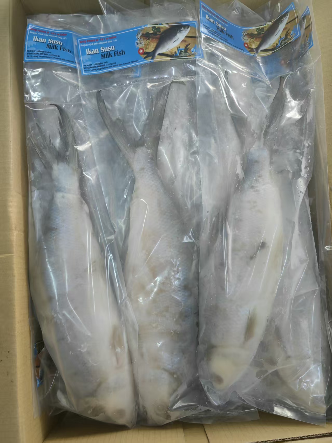 milk fish P