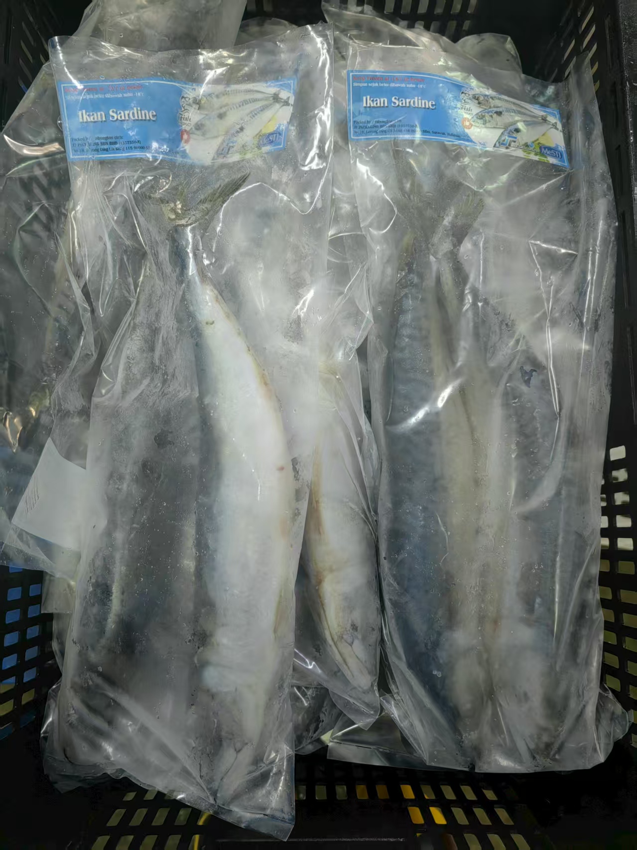 sardine P
